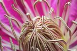Clematis Up Close